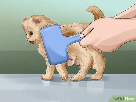 Image intitulée Clean an Orphaned Kitten Step 7