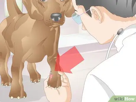 Image intitulée Care for a Dog's Dew Claw Step 8