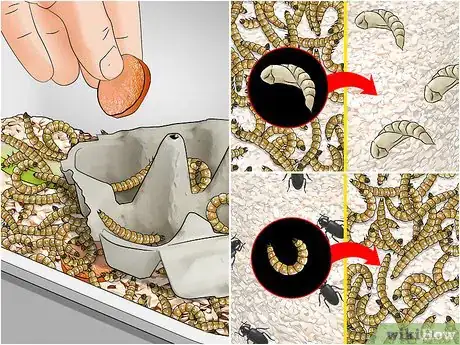 Image intitulée Raise Mealworms Step 15