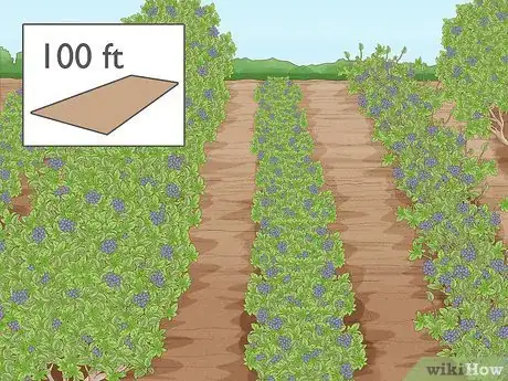 Image intitulée Grow Blueberries Step 4