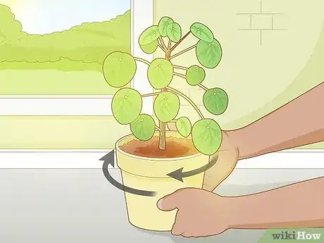 Image intitulée Take Care of a Chinese Money Plant Step 3