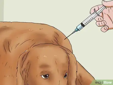 Image intitulée Treat Kennel Cough Step 13