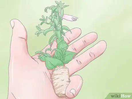 Image intitulée Deadhead Petunias Step 1