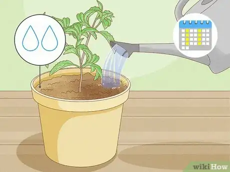 Image intitulée Grow Tulsi Step 9