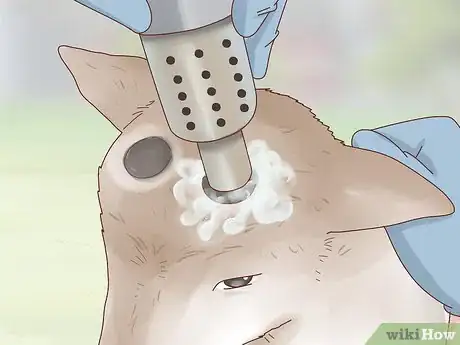 Image intitulée Care for Baby Goats Step 8