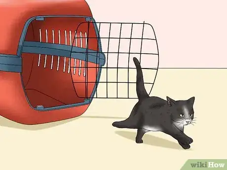 Image intitulée Separate Kittens from a Mother Cat for Adoption Step 15