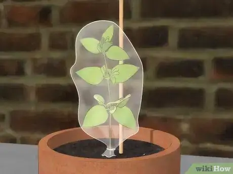 Image intitulée Grow Honeysuckle Step 12