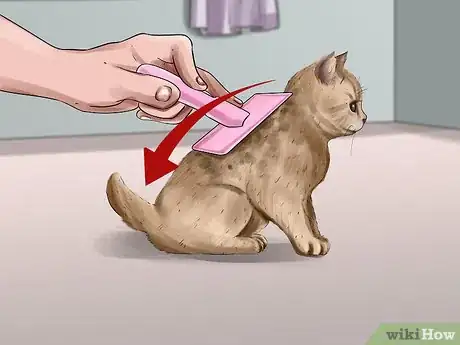 Image intitulée Clean an Orphaned Kitten Step 9