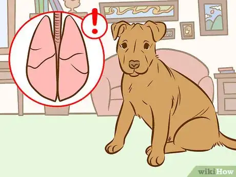 Image intitulée Recognize and Treat Salivary Mucocele in Dogs Step 6