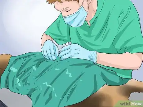 Image intitulée Care for a Toy Poodle Step 21