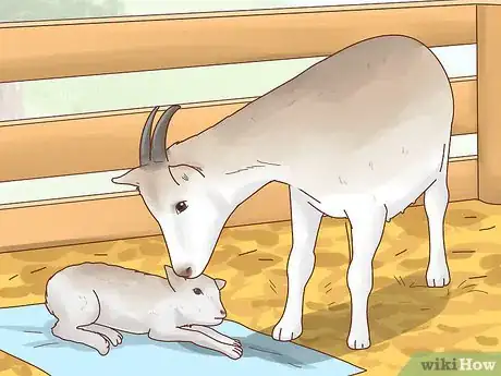 Image intitulée Care for Baby Goats Step 3