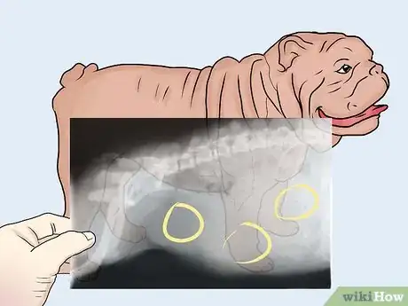 Image intitulée Breed English Bulldogs Step 14