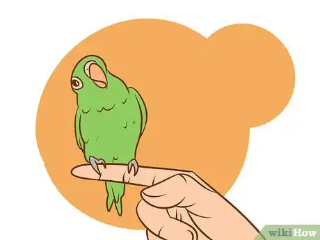 Image intitulée Care for a Conure Step 5