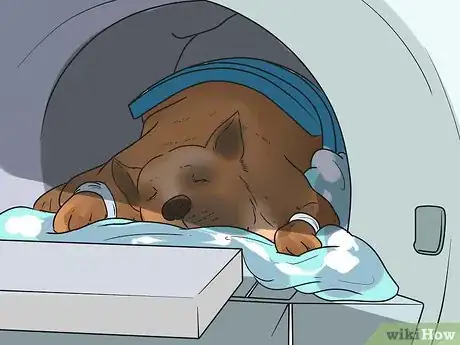 Image intitulée Tell if a Small Dog Is Okay After a Fall Step 6
