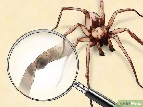Image intitulée Identify Spider Egg Sacs Step 9