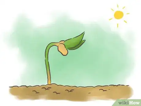 Image intitulée Grow Kidney Beans Step 2
