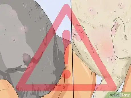 Image intitulée Tell if a Dog Is a Girl or Boy Step 7