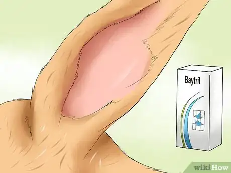 Image intitulée Treat Ear Mites in Rabbits Step 5