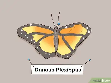 Image intitulée Preserve a Butterfly Step 9