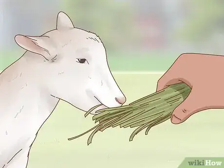 Image intitulée Care for Baby Goats Step 7
