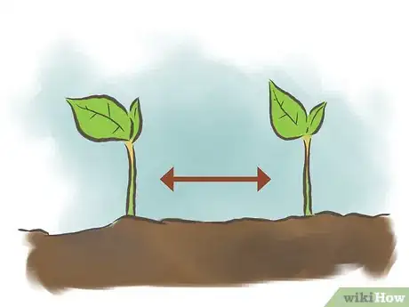 Image intitulée Grow Kidney Beans Step 7