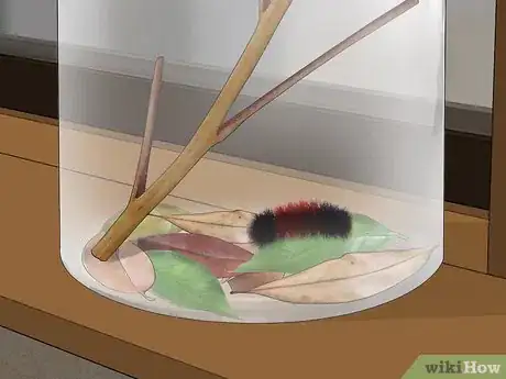 Image intitulée Care for Woolly Bear Caterpillars Step 6