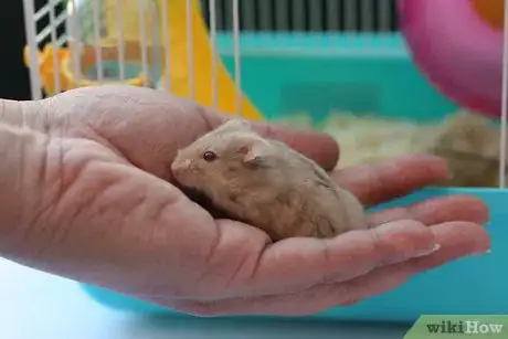 Image intitulée Care for a Hamster Step 16Bullet4