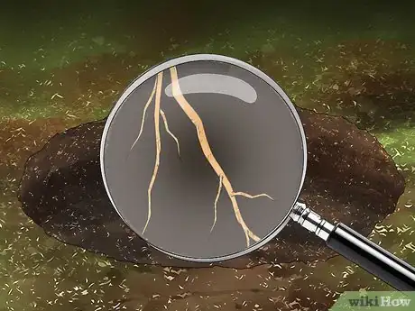 Image intitulée Kill Yucca Plants Step 4