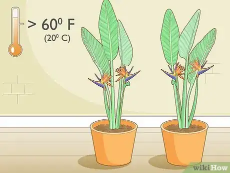Image intitulée Divide a Bird of Paradise Plant Step 10