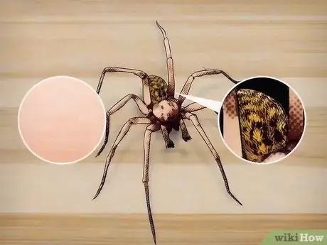 Image intitulée Identify a Hobo Spider Step 1