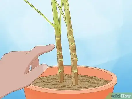 Image intitulée Prune a Schefflera Plant Step 1