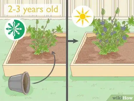 Image intitulée Grow Blueberries Step 8