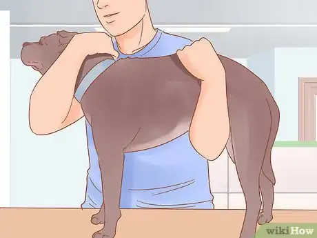 Image intitulée Get Rid of Tapeworms in Your Pets Step 6