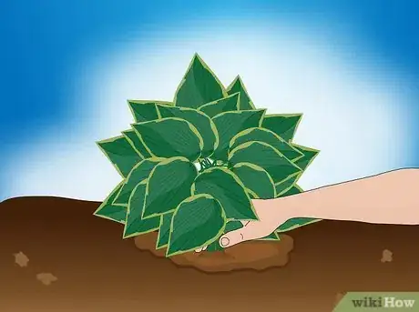 Image intitulée Divide a Hosta Step 5