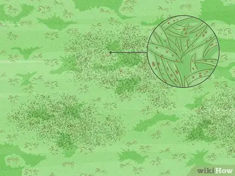 Image intitulée Treat Lawn Fungus Step 2