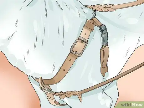 Image intitulée Take Care of an Alaskan Husky Step 9