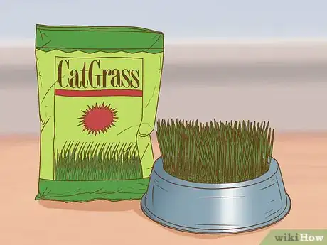 Image intitulée Change an Outdoor Cat Into an Indoor Cat Step 13