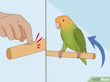 Image intitulée Keep a Lovebird As a Pet Step 24