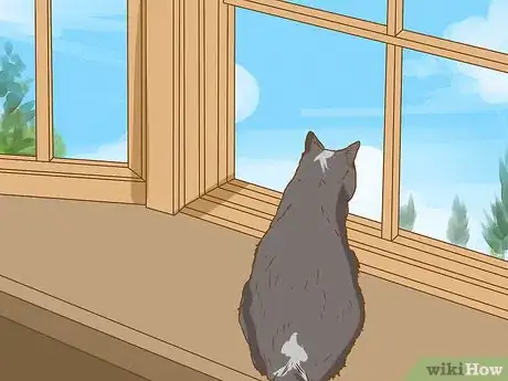 Image intitulée Change an Outdoor Cat Into an Indoor Cat Step 12