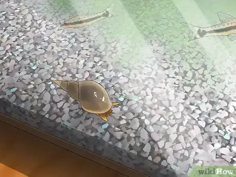 Image intitulée Feed a Snail Step 8