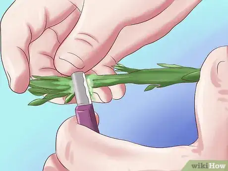 Image intitulée Grow Avocados Step 14