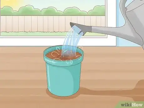 Image intitulée Grow Hot Peppers Step 5