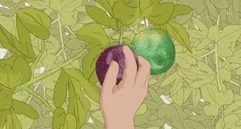 faire pousser des fruits de la passion
