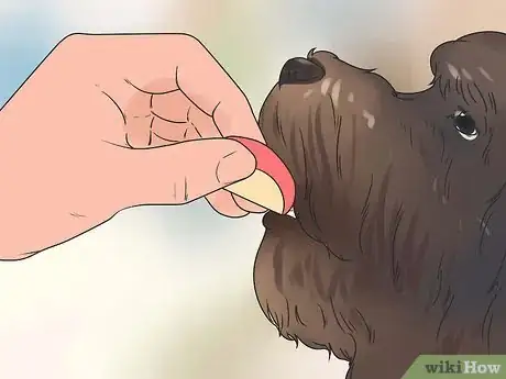 Image intitulée Reduce Excessive Shedding in Dogs Step 3