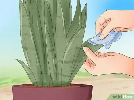 Image intitulée Care for a Sansevieria or Snake Plant Step 11