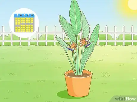 Image intitulée Divide a Bird of Paradise Plant Step 11