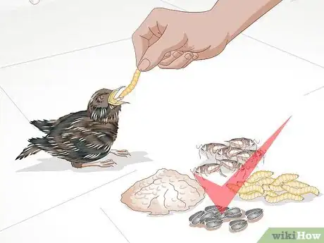 Image intitulée Feed Wild Baby Birds Step 16