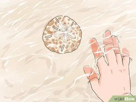 Image intitulée Find Sand Dollars Step 2