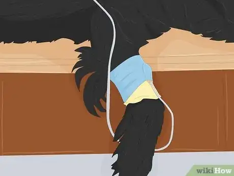 Image intitulée Treat Canine Stroke Step 6