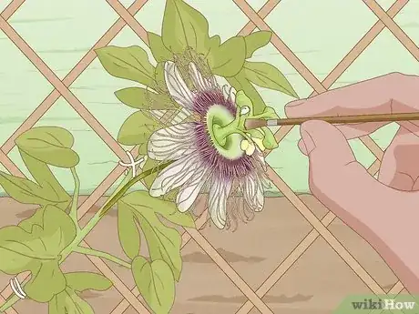 Image intitulée Grow Passion Fruit Step 19
